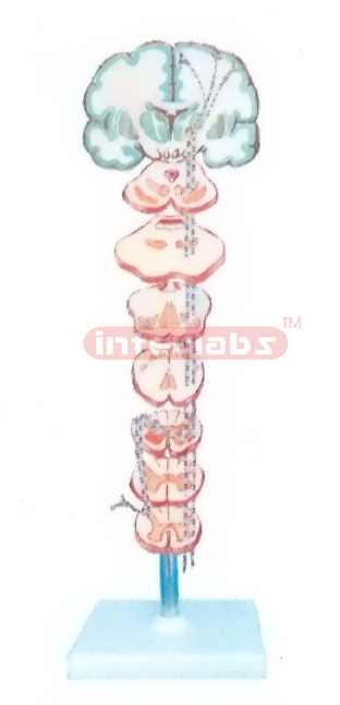 HUMAN PAIN. THALPOSIS AND PSELAPHESIC CONDUCTIVE PATHWAYS MODEL OFTHE TRUNK AND LIMBS